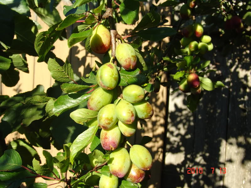 Italian prunes