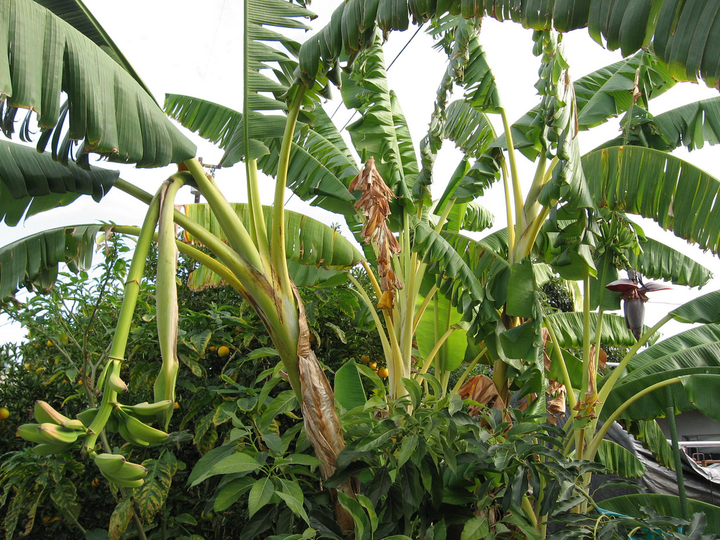 Musa