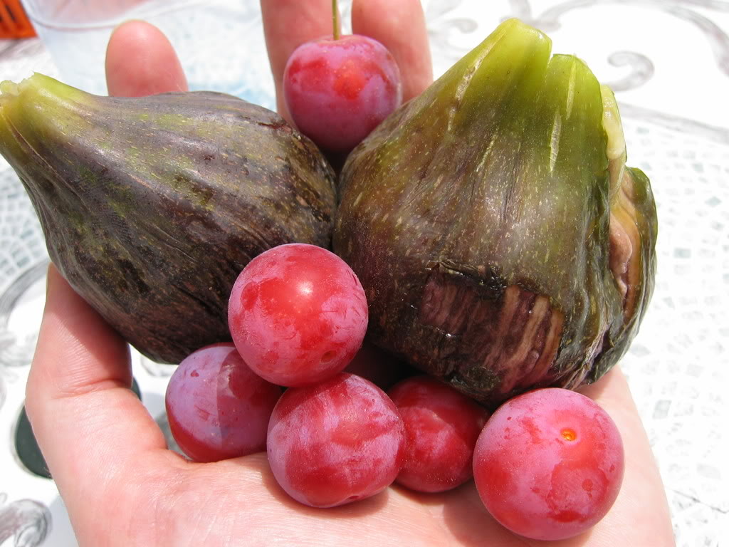 Figs &amp;amp; Plums from Croatia