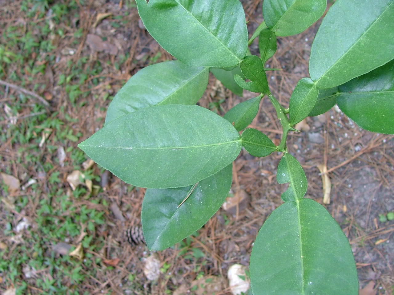 Grapefruit Leaves