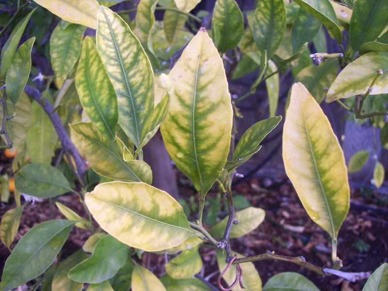 Majority of the leaves are yellow with green veins