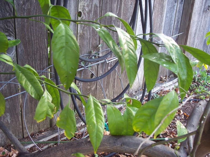 A few green leaves in the back in shade