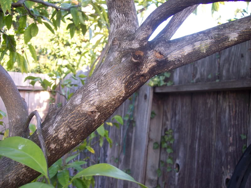 What is this mottling on the bark?  It's on half of the tree.