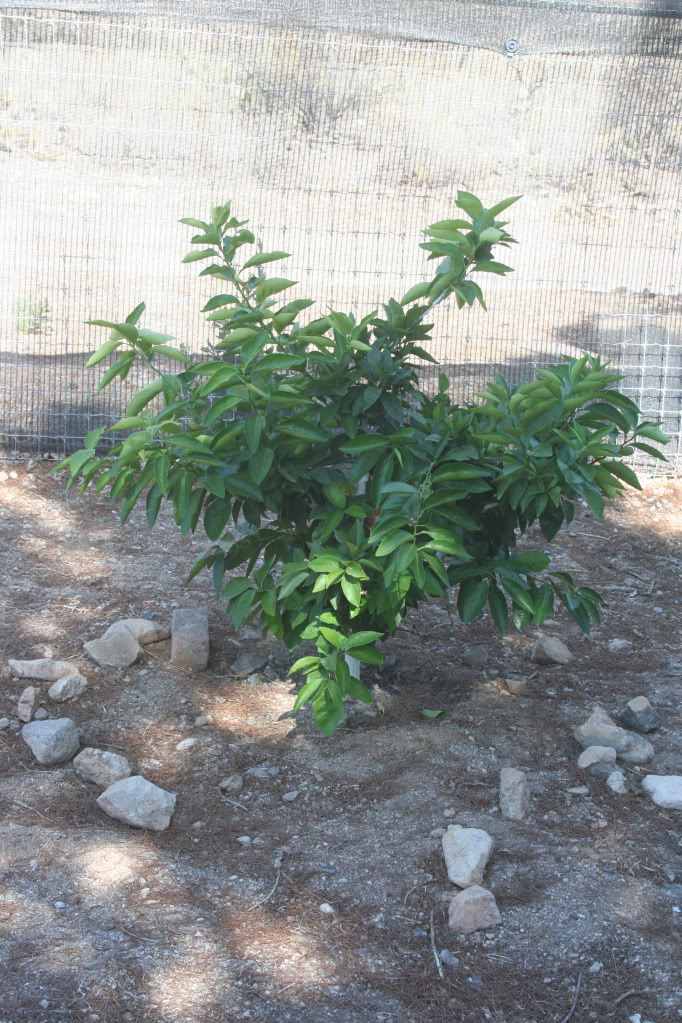 Moro Blood Orange, A recovering Moro blood orange. Of all the trees to survive, I was most surprised this one survived.