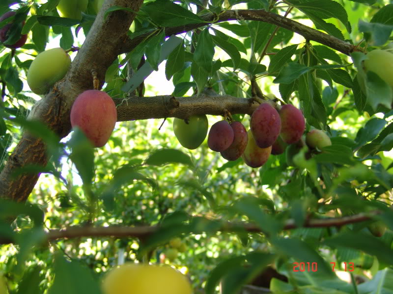 Joe's Tachima plum