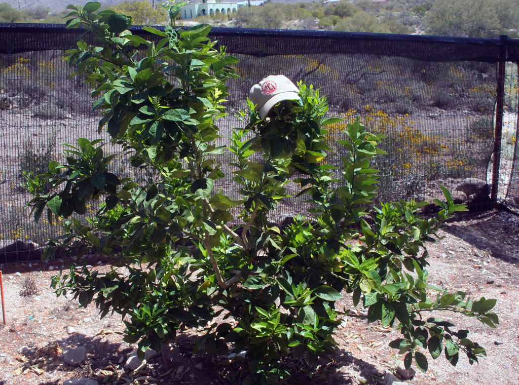 Moro blood orange. No blooms yet, but a lot of foliage. Hat for scale.